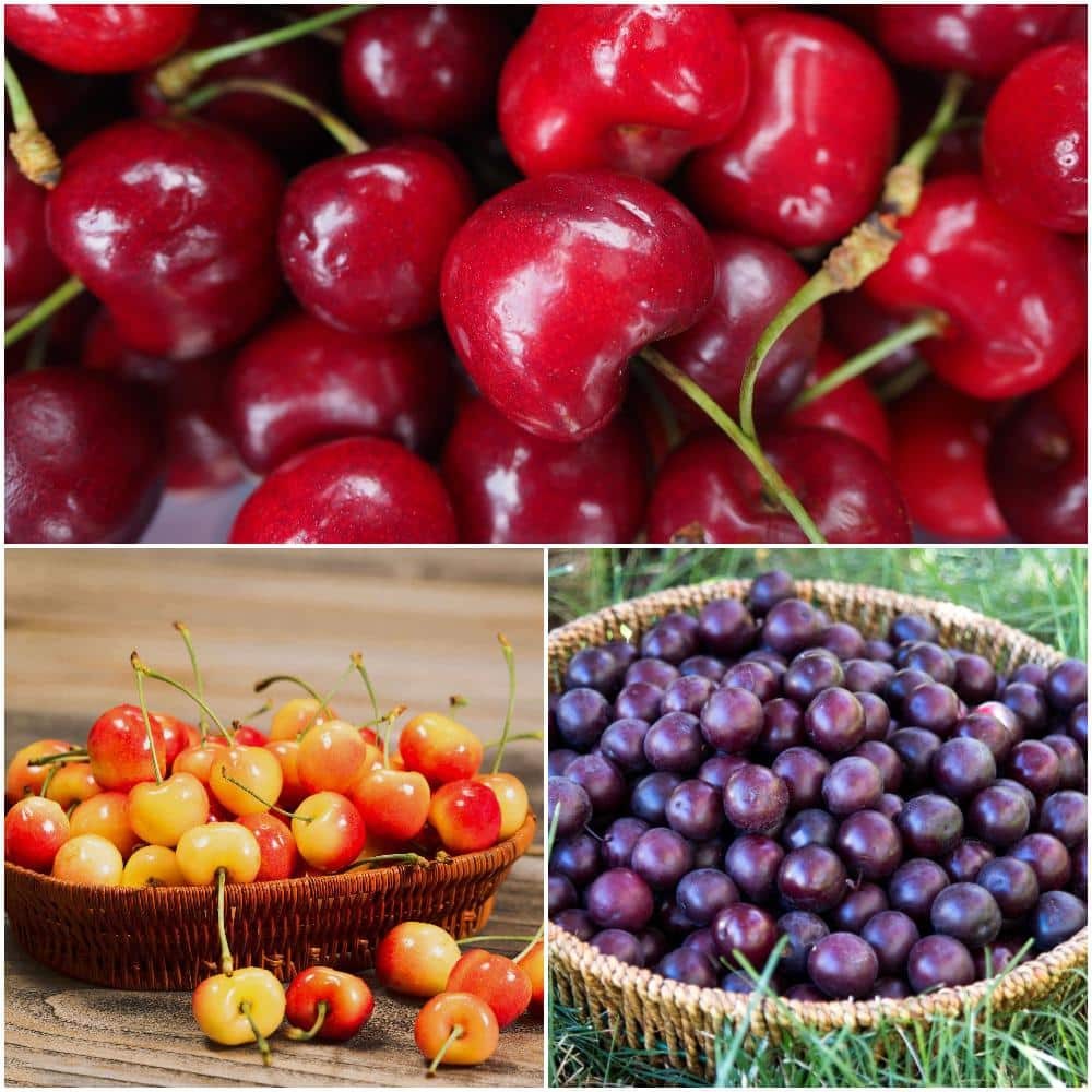 3-In-1 Cherry Jubilee Tree Bare Root 3-4 Ft Tall