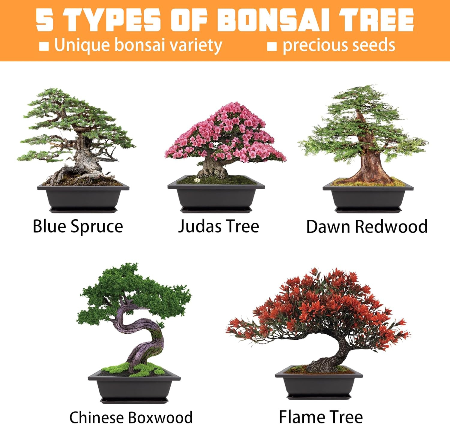Bonsai Starter Kit, Growing into Blue Spruce, Boxwood, Dawn Redwood, Flame Tree