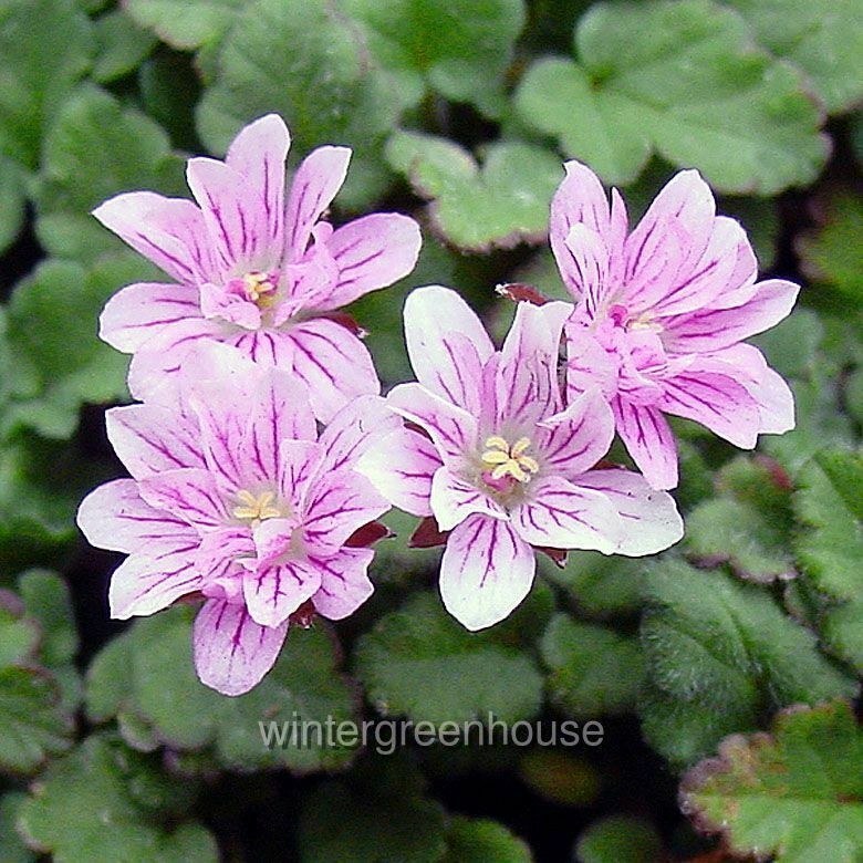 Erodium x variabile ‘Flore Pleno’, Heron’s Bill, Container Size: 3″ (2.6×3.5″)