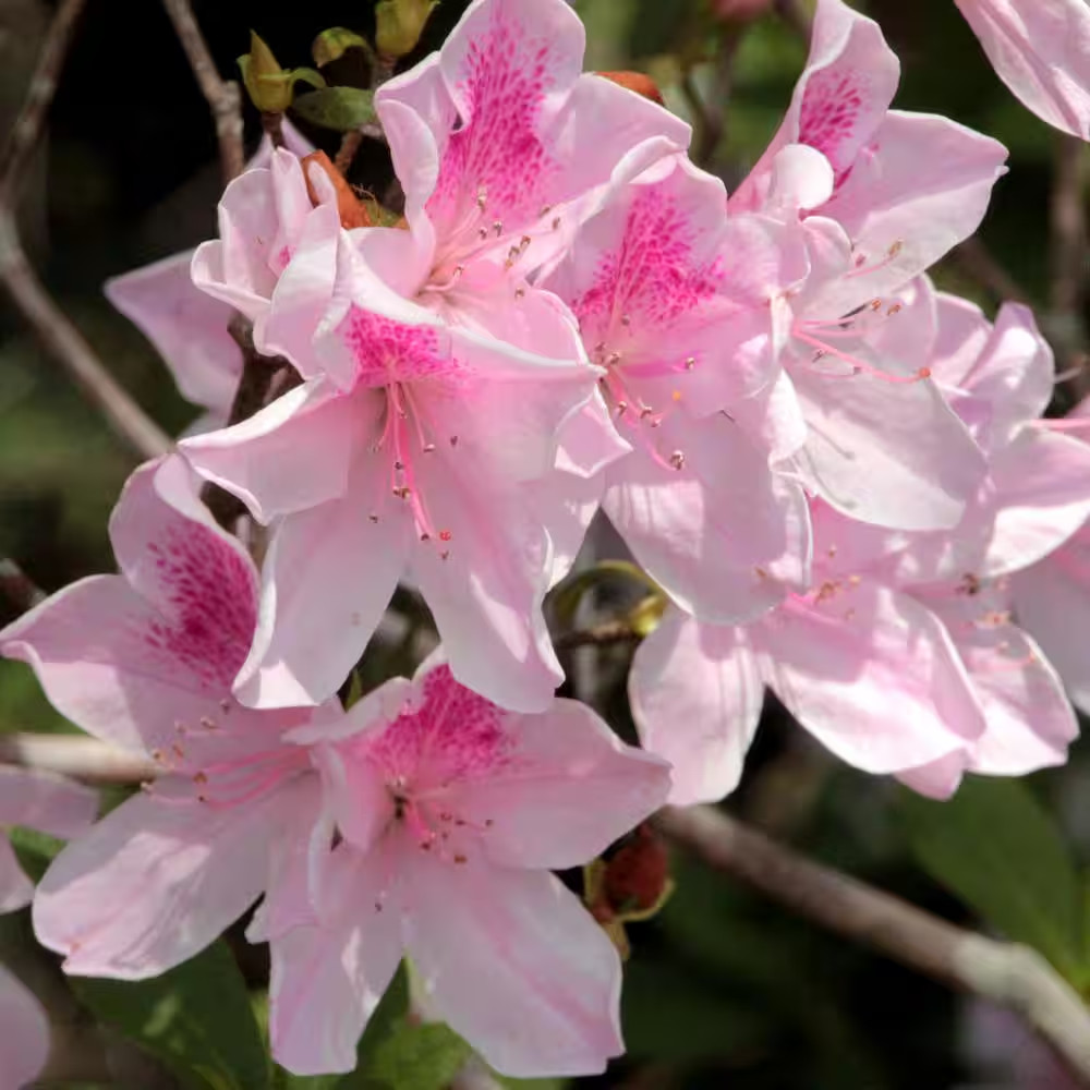 2.5 Qt. Azalea George L. Tabor Flowering Shrub with White and Pink Blooms