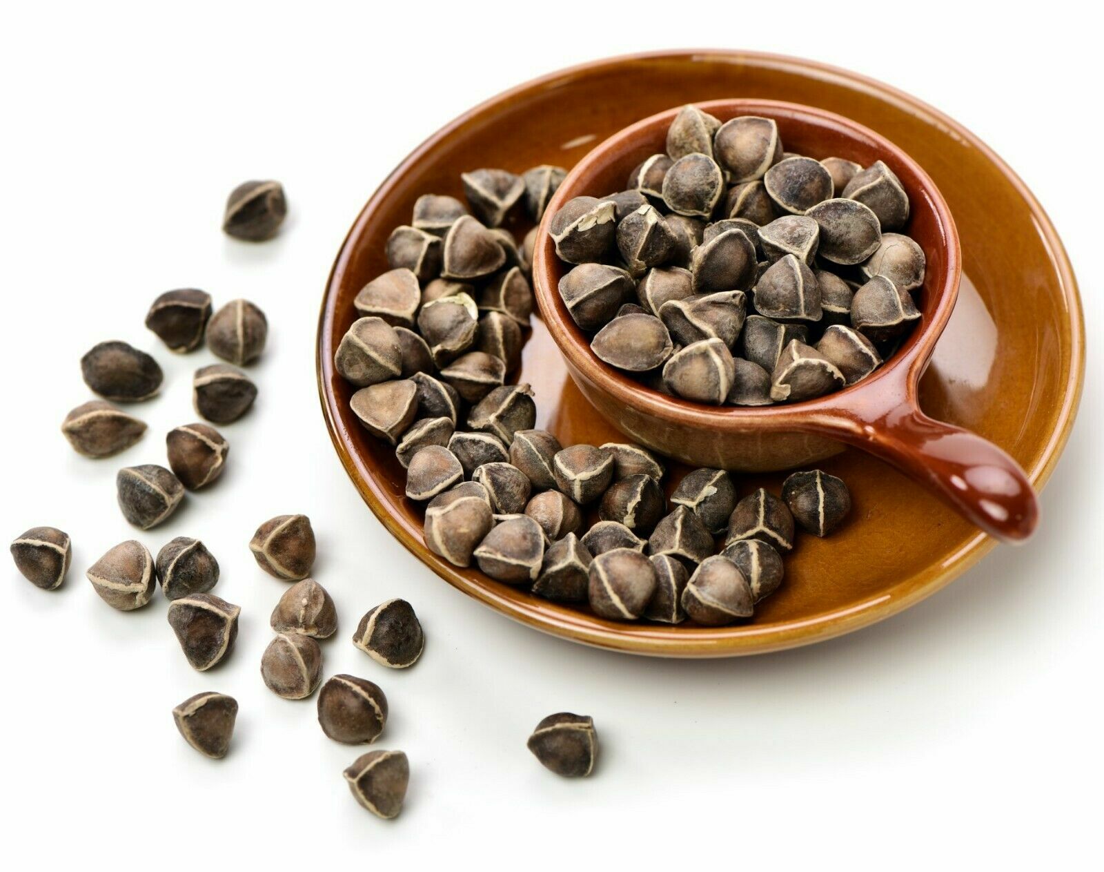 Moringa Oleifera Seeds WINGLESS Fresh Organic Semillas de Moringa Bulk Wholesale