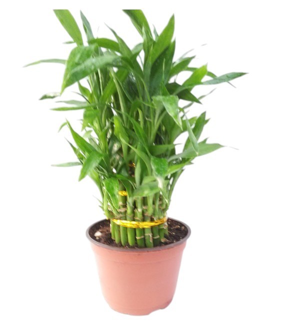 3 Tier Lucky Bamboo Live Plant 4-6-8″ Inches Feng Shui In 6″ Pot Indoor Plant