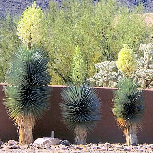 10 BLUE YUCCA TREE SEEDS (Yucca rigida) Exotic “RARE” Agave Cold Hardy~Zone 5