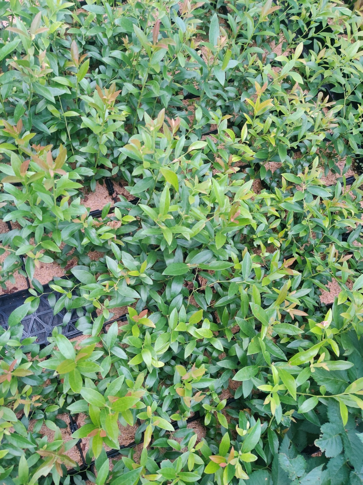 Pink Lemonade Blueberry Edible Fast Growing Fruit 5.25″ Pot Perennial UNIQUE