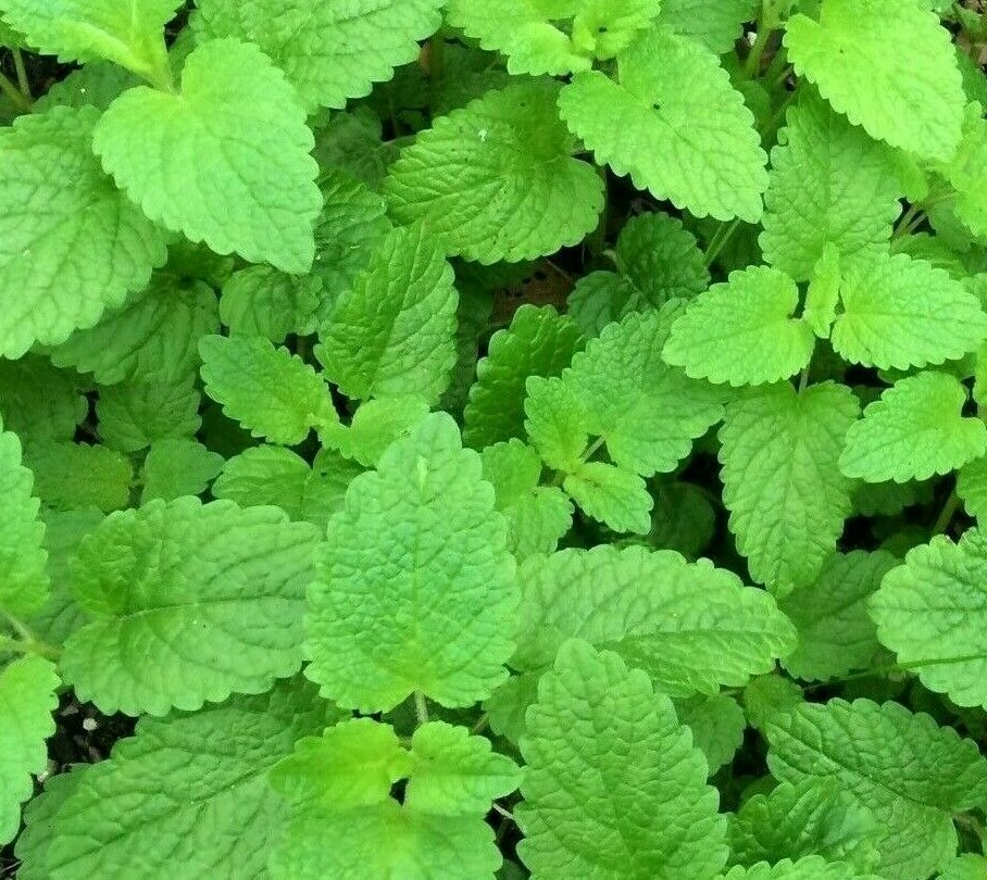LEMON BALM SEEDS 1000+ perennial herb BEES butterflies GARDEN FREE SHIPPING