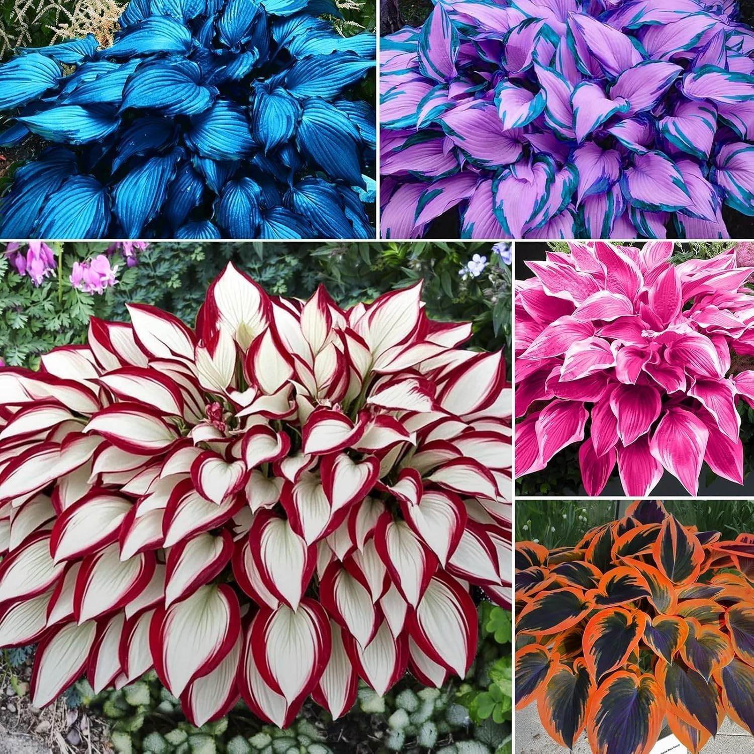 100pcs Mixed Colors Hosta Seeds for Shade Gardens