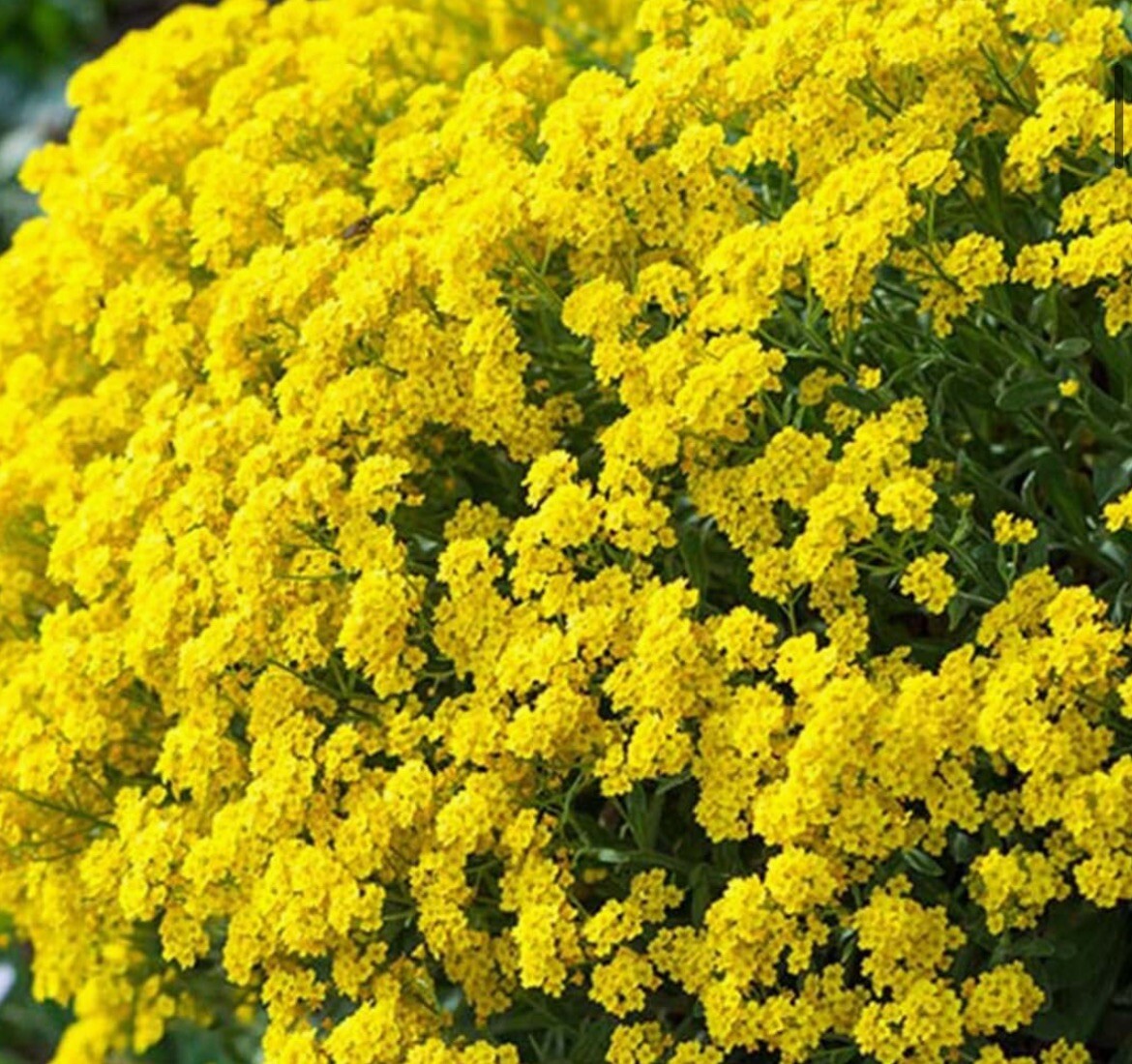 200+ SEEDS-Alyssum Basket of Gold Seeds BUY2GET1FREE! Free Shipping