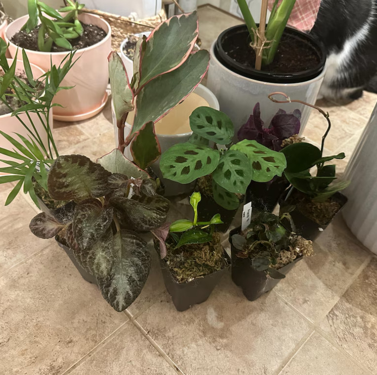 Pet Friendly Houseplant Bundle