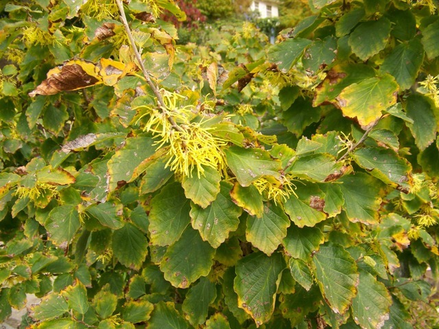 Witch Hazel, Hamamelis virginiana, Tree Seeds