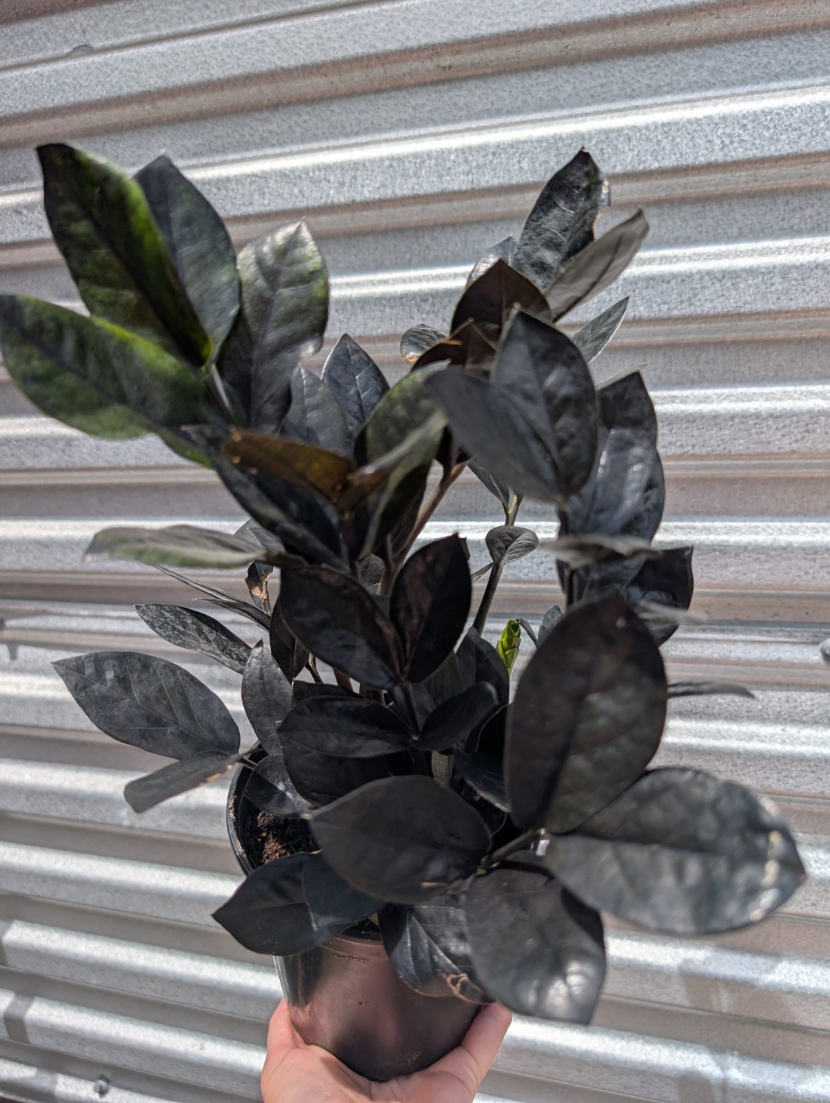 Large Black Raven ZZ Plant Zamiifolia Zamioculcas Plant 6″ Pot Plants Rare