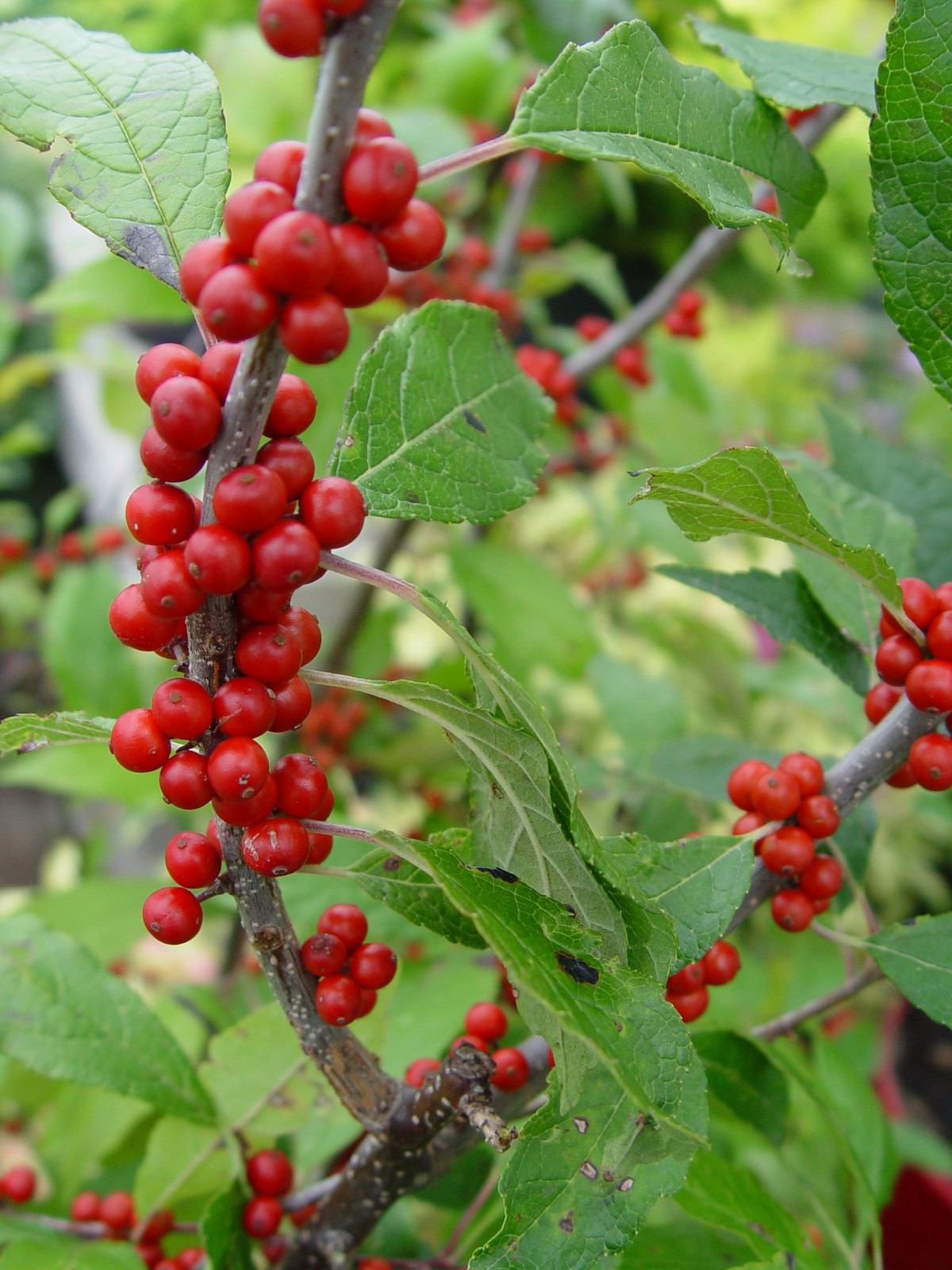 Green Promise Farms First Editions – Ilex Verticillata Wildfire Winterberry