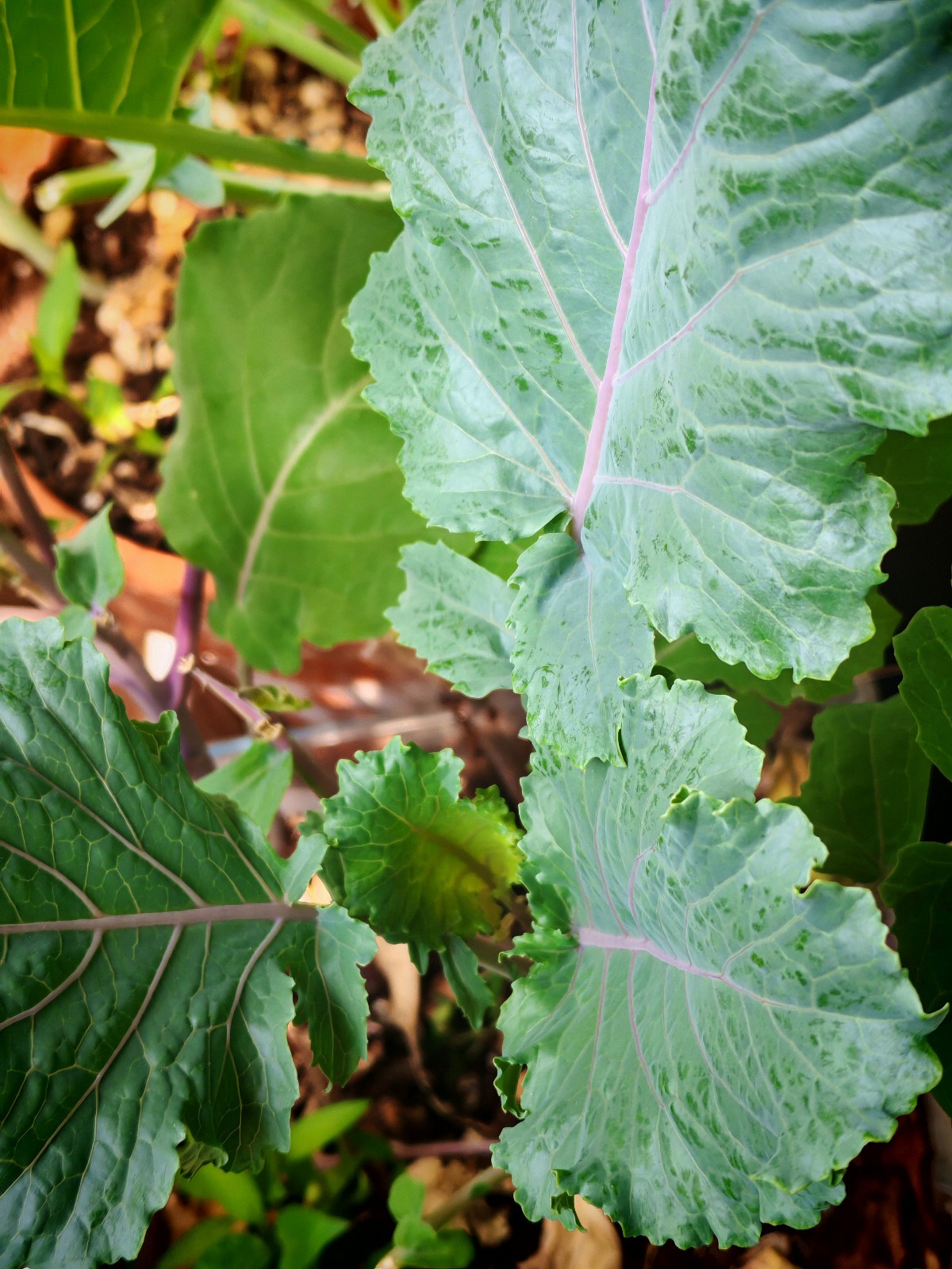 Perennial Kale 20 Vegetable Seeds Brassica oleracea var. ramosa, Open-pollinated