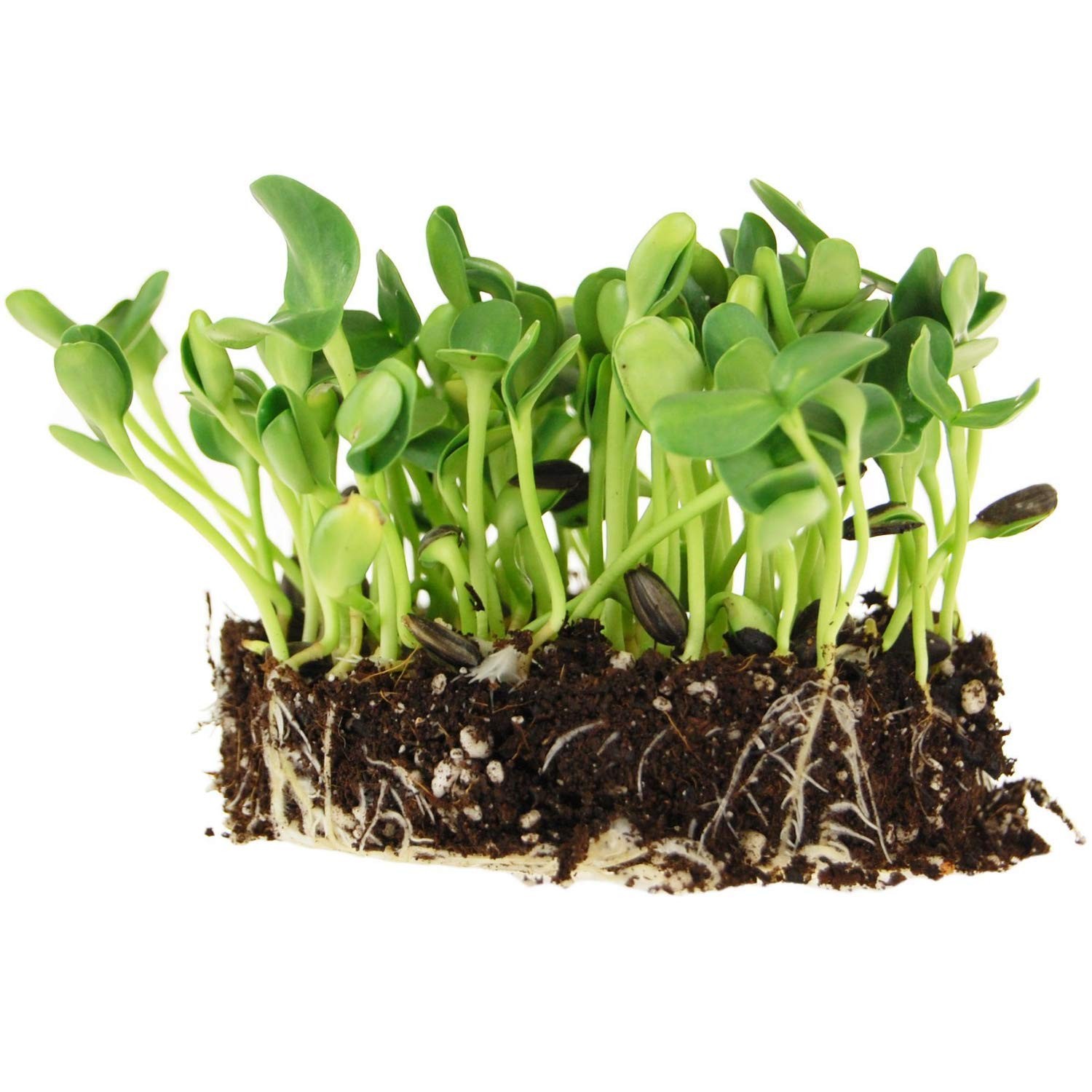 Whole Sunflower Sprouting Seeds: 5 Lb ~ 128,000 Seeds – Black Oil Sun Flower …