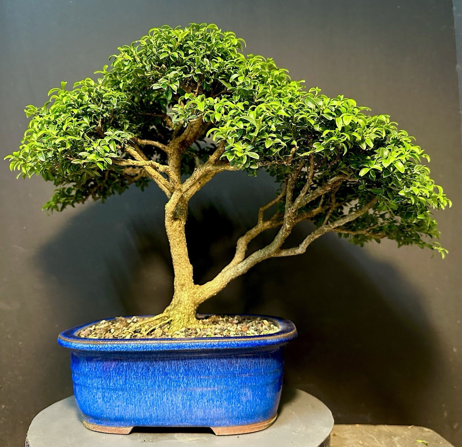 Bonsai Tree Kingsville Boxwood 25-27 Years 12.5” Tall, Korean Blue Glazed Pot