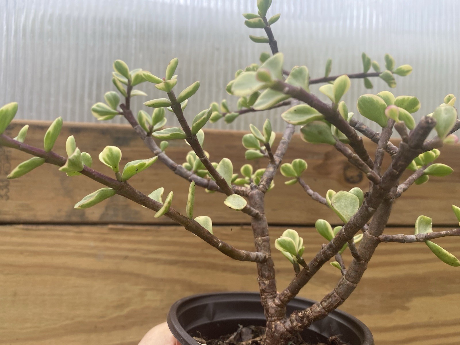 Pre Bonsai Elephant Bush Succulent Live Plant Multiple Branches