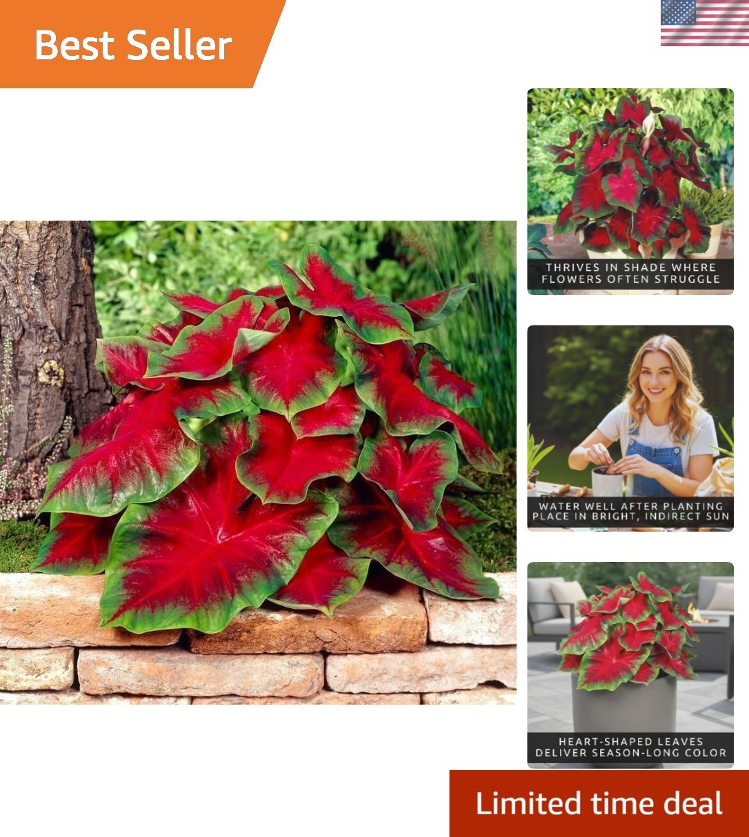 Vibrant Florida Cardinal Caladium Bulbs – 5 Fancy Heart-Shaped Perennial Bulbs