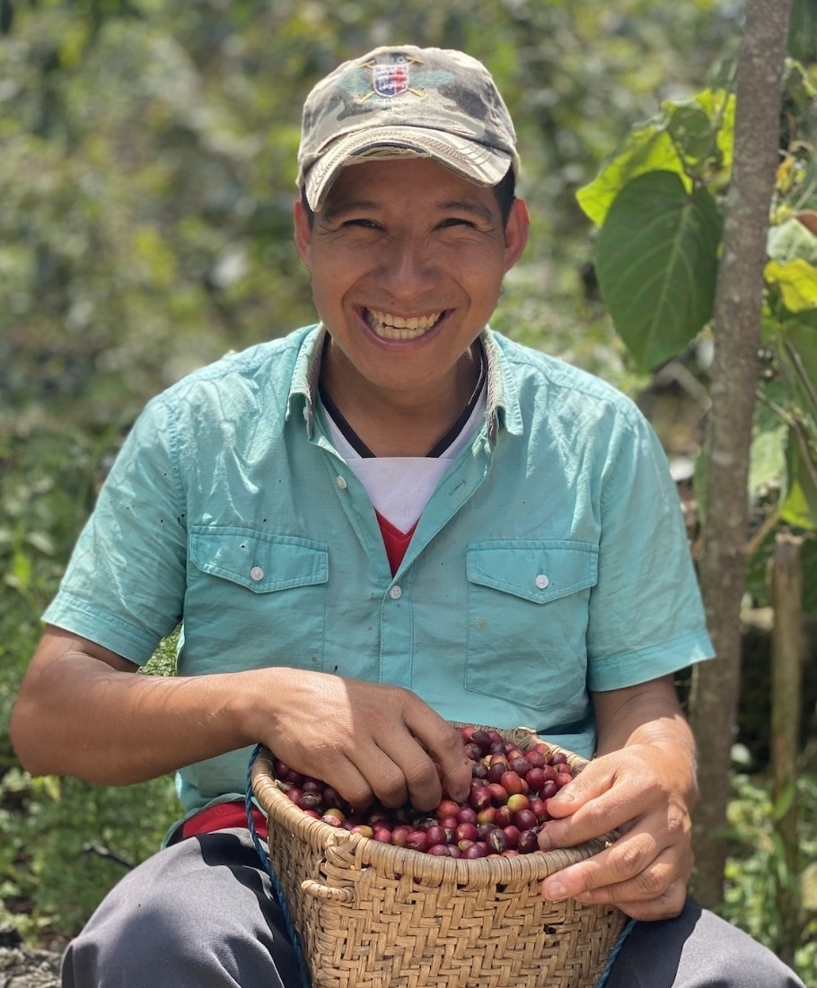 Oaxacan Cepco Mexican Coffee Bean Tree Seeds (25) / MEXICO / DELICIOUS/ RARE