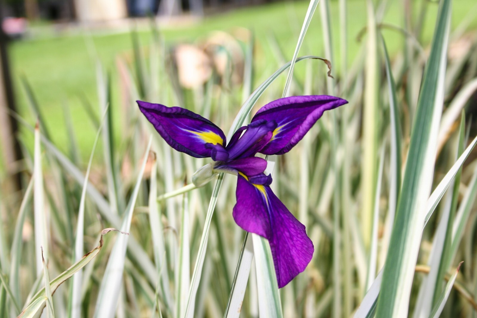 Live Purple Flower Japanese Iris Kaempferi Variegata Aquatic Marginal Pond Plant