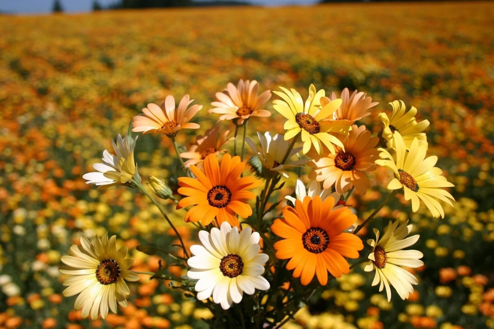 African Mix Daisy Flower Seeds 50pcs/pack Cape Marigold Yellow Orange Sunflower