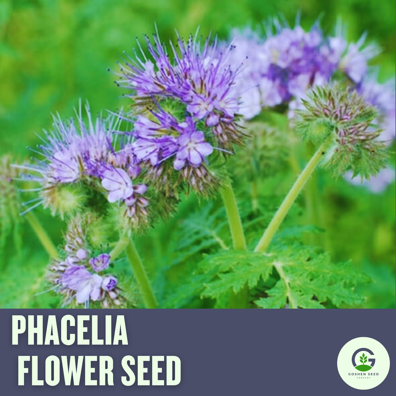 Phacelia Flower Seed (Blue Tansy) – Pollinator Friendly Garden Seeds, 50 Seeds