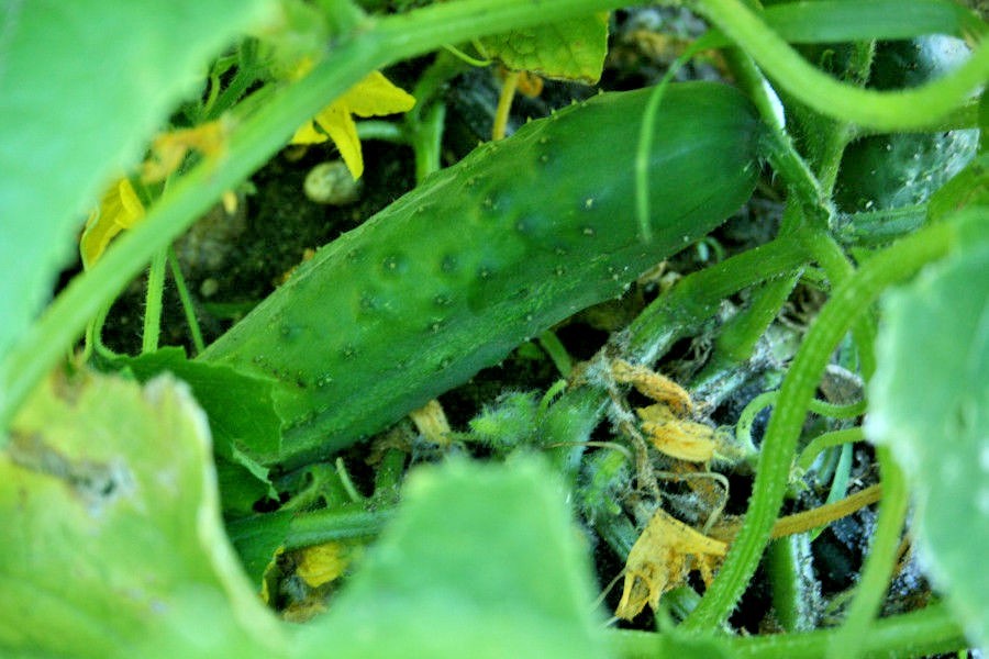 31+Muncher CUCUMBER Seeds Organic Summer Vegetable Garden Patio Container Easy