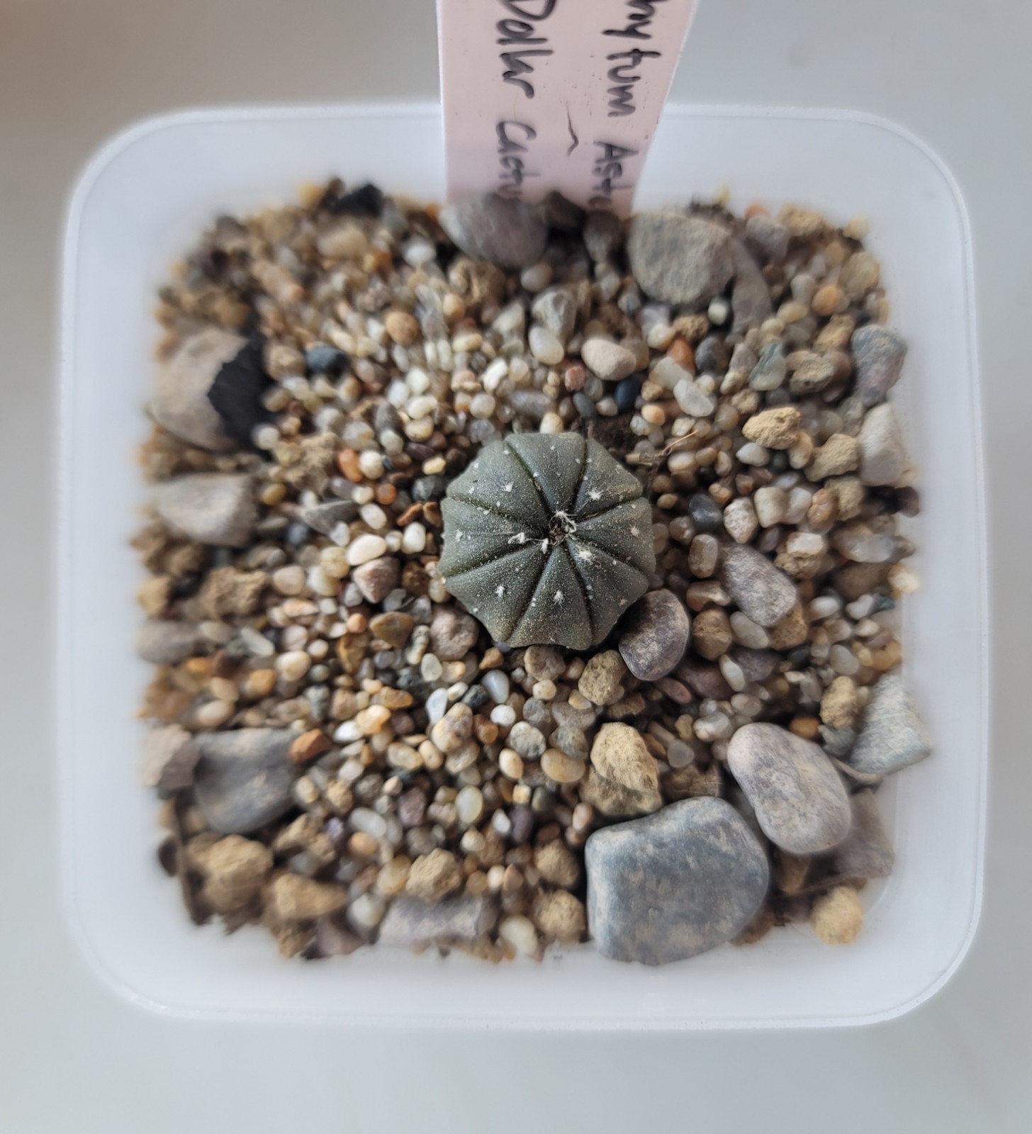 Live Rooted Astrophytum Asterias “Sand Dollar” Cactus In 3″ Pot