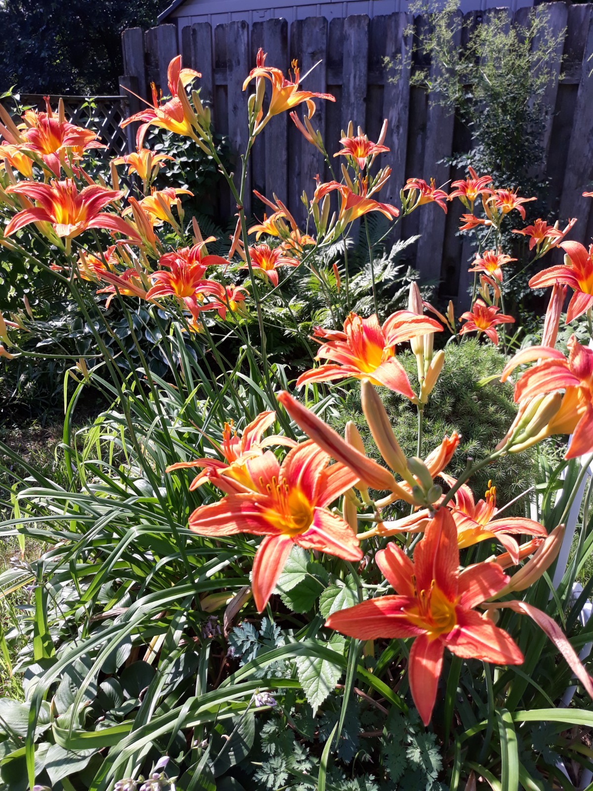 Orange Daylily/Hemerocallis fulva (6)
