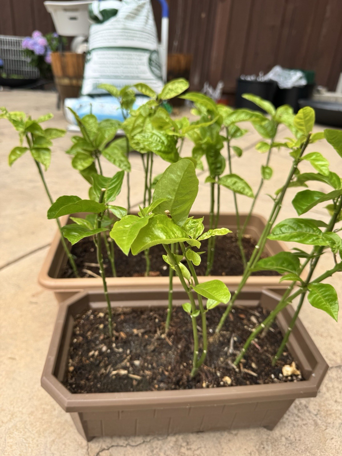 Sweet Yellow Passion Fruit Plant | Seed-Grown from Qinmi No. 9 钦蜜9号 Fruit