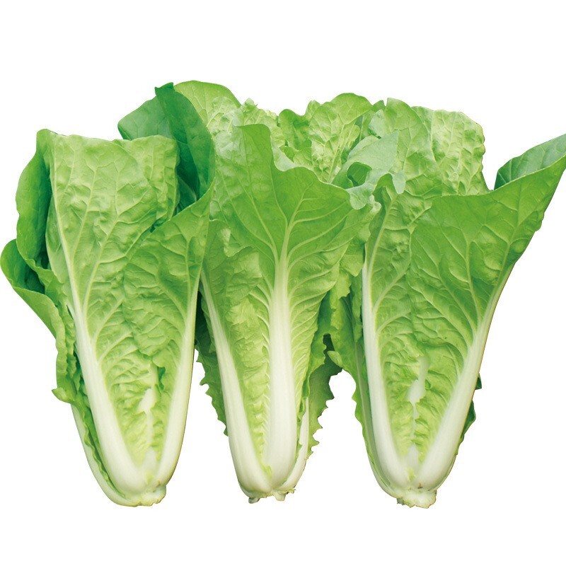 500+Chinese Cabbage seeds Pak Choi Kuai Cai Fast Grow Cabbage USA