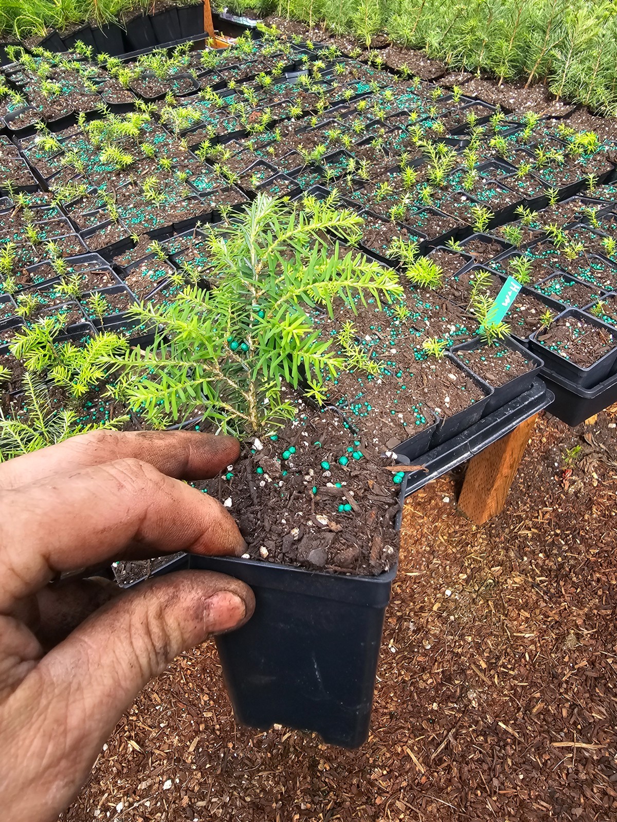 4-pack small live western hemlock tree growing in 3″ pot conifer evergreen