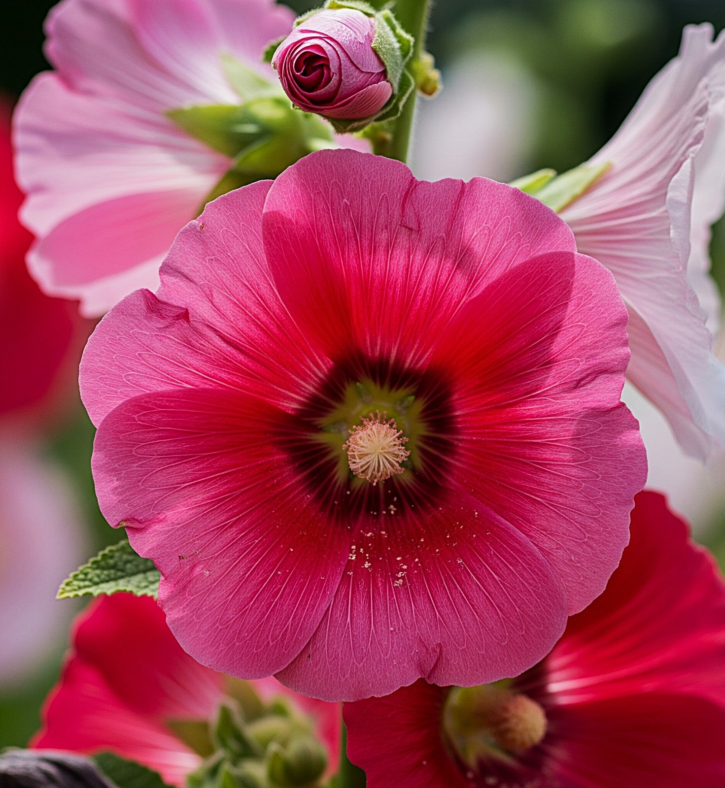 hollyhock seeds indian spring heirloom organic 30 seeds free shipping