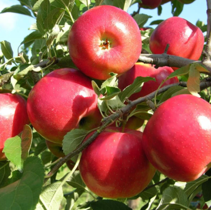 Crimson Apple Seedling Plant – 7-10″ Tall – Fruit Tree for Backyard Orchard