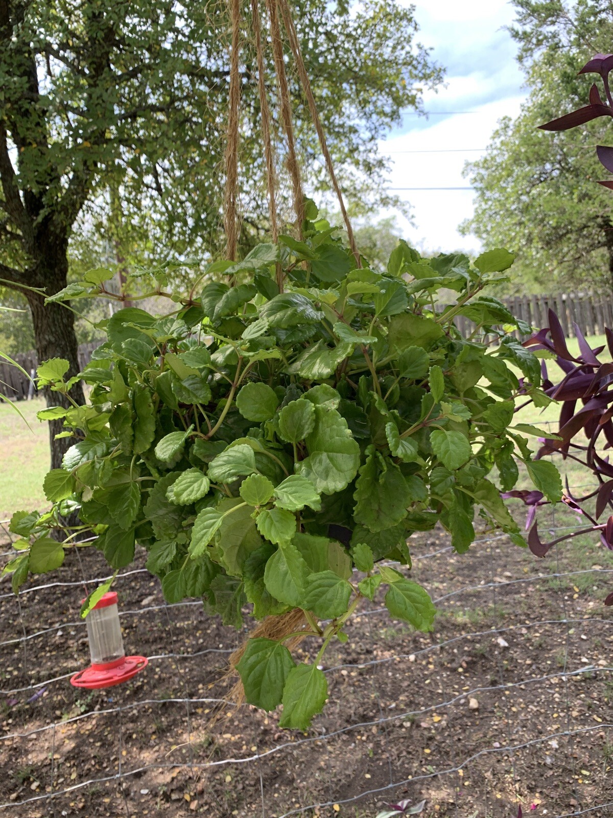 5+ Swedish Ivy CUTTINGS Creeping Charlie Plectranthus Australis Live Plant Easy