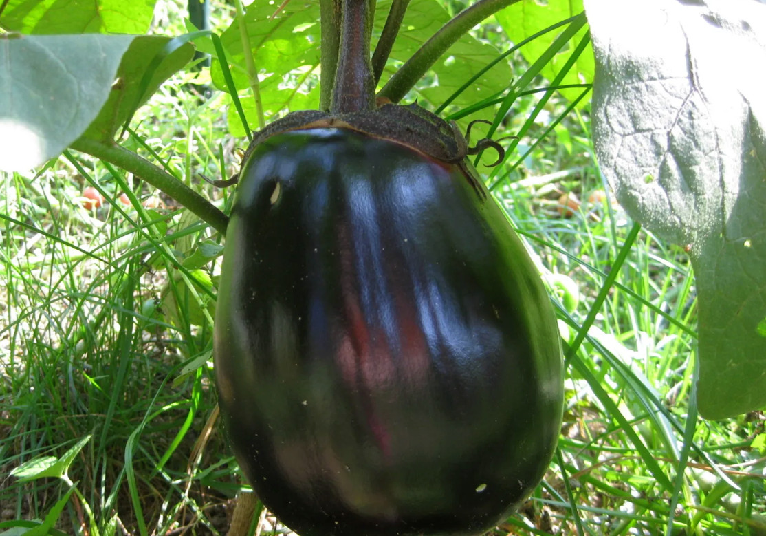 Rare✿ NEW! Japanese Heirloom Mitoyo Eggplant 15+ Seeds ●Sweet Flavor