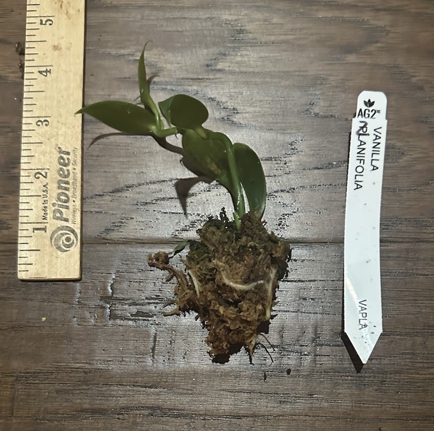 Vanilla Bean Orchid (v. planifolia) – 1 TC Plant Plug -1-3 in.- Rare Edible!!!