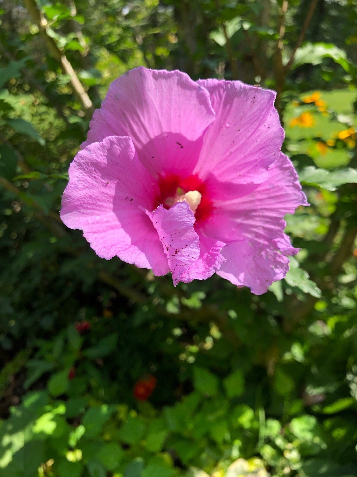 (2) Hardy Hybiscus Rose of Sharon live starter plants. Zones 5-9