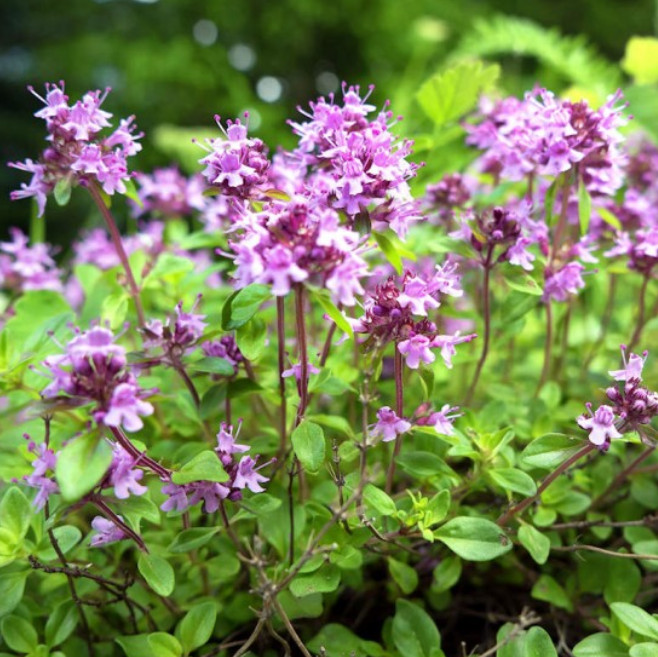 Landscaper’s Pack ALTERNATIVE LAWN MIX 13 Species Non-GMO 6 Grams 5000+ Seeds!