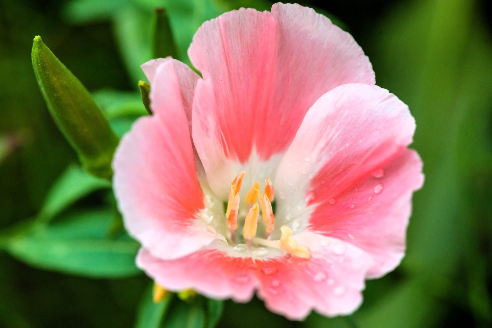 500 DOUBLE DEUCES GODETIA Grandiflora Clarkia Amoena Mixed BiColor Flower Seeds