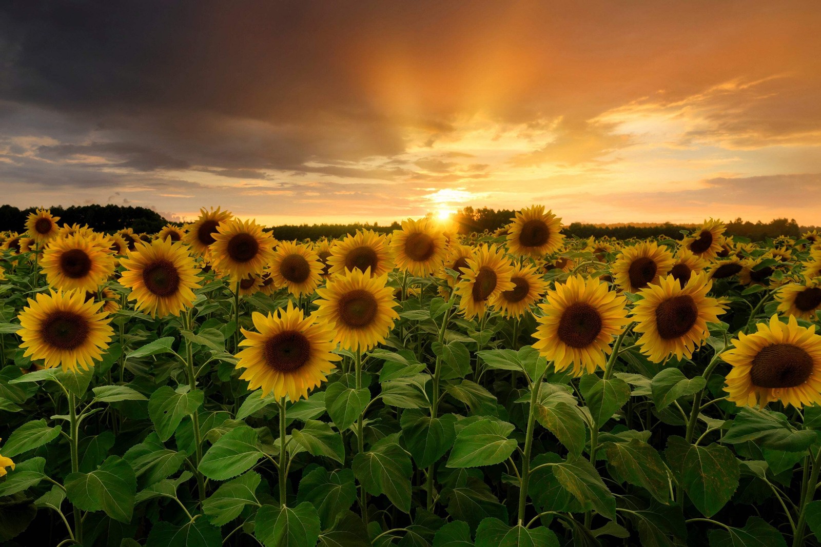 25 EBONY & GOLD SUNFLOWER Helianthus Annuus Flower Seeds