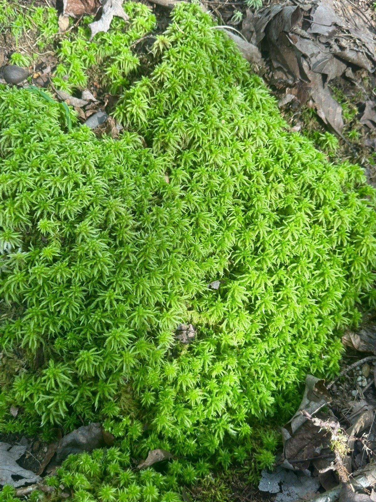 One Tray Live Long Fiber Organic Sphagnum Moss Orchids Carnivorous Plants