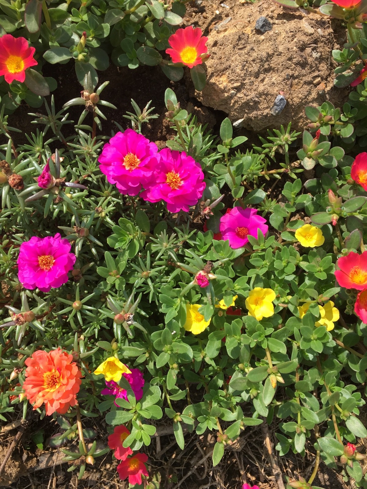 10 Ornamental Purslane Cuttings (Flowering ) – Vibrant Blooms – Easy to Grow