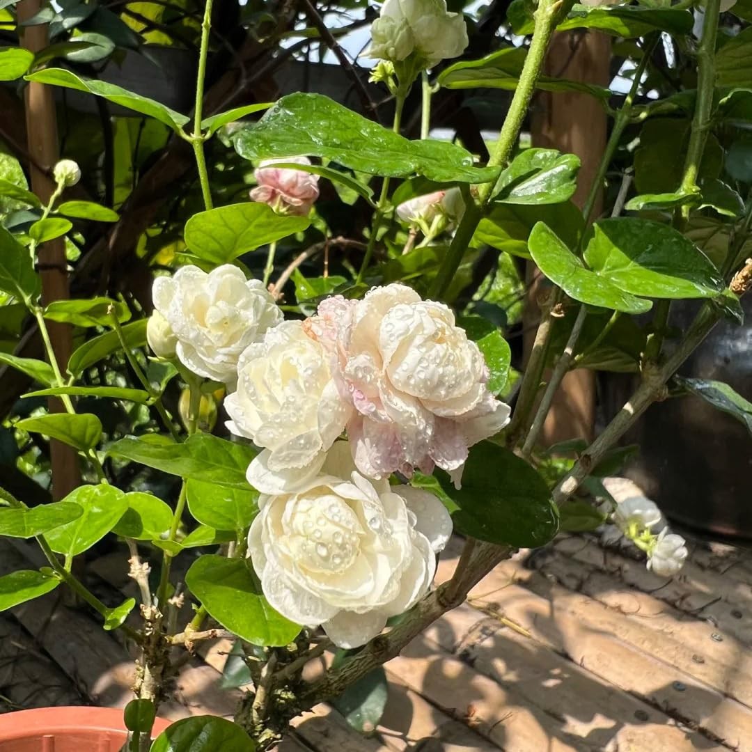 Jasmine Flower Seeds Sambac 300+ Double Fragrant Heirloom