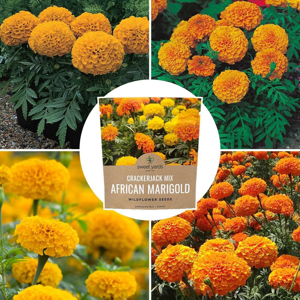 African Marigold Seeds Mix Crackerjack Mix – Bulk 1 Ounce Packet – over 10,000 S