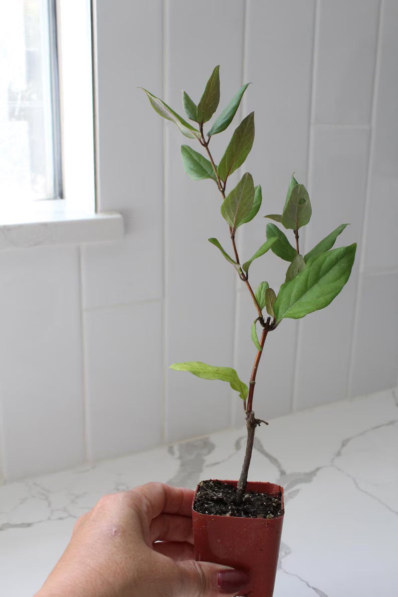 Purple Honeysuckle Vine, 2 Inch Pot, Hardy Climbing Garden Plant, Fast Growing