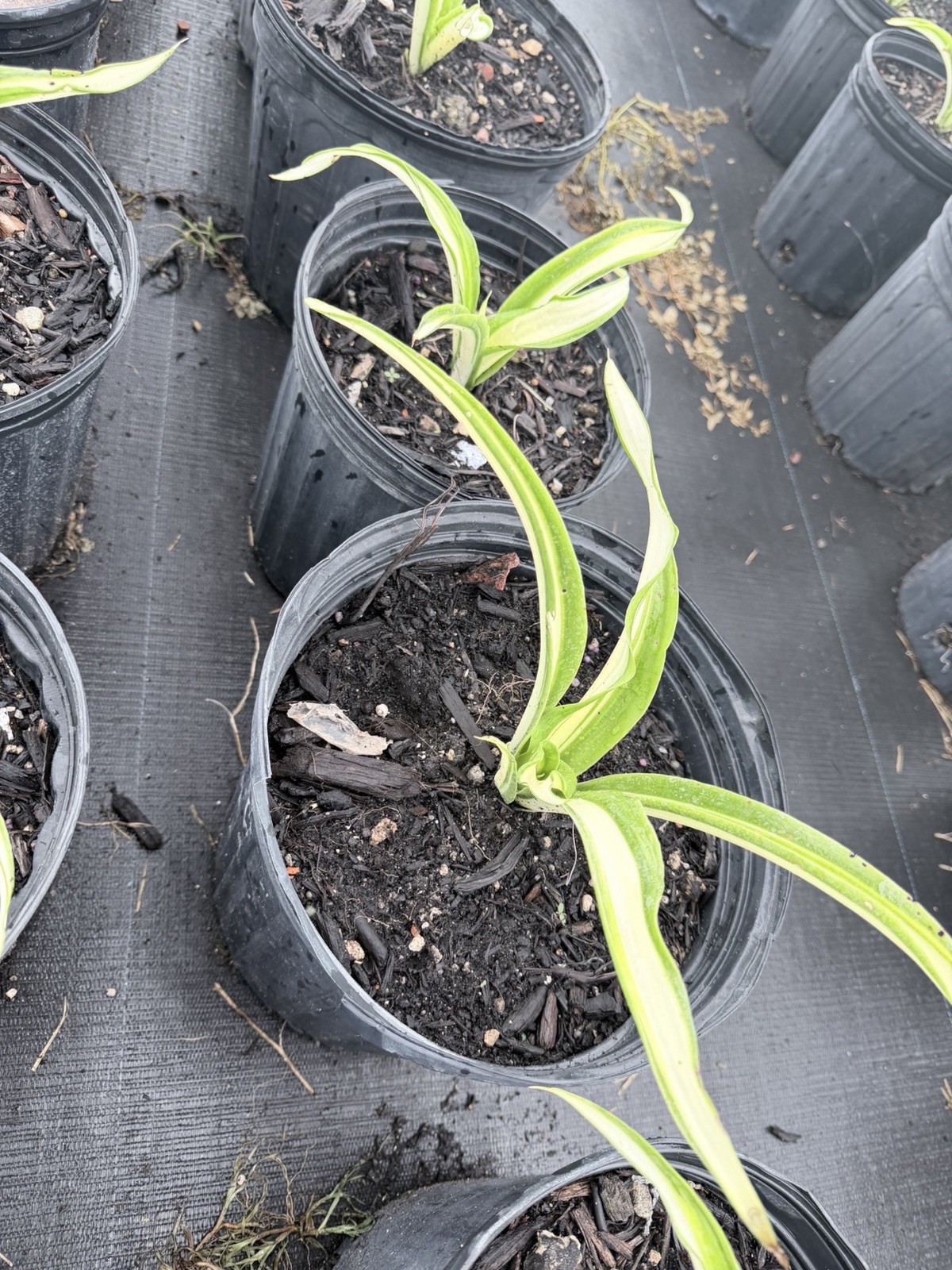 Furcraea Foetida | False Agave | variegated Mauritius hemp in quart size pot