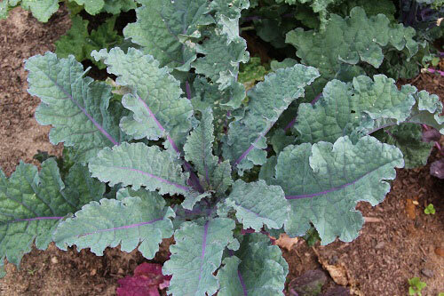 Red Russian Kale 200 – 3200 Seeds Very Tender Fresh Greens Hardy Large Leaves!
