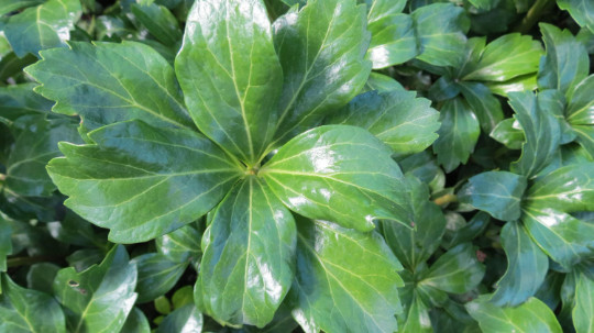 Pachysandra Terminalis ‘Green Sheen’ – 100 Bare Root Plants