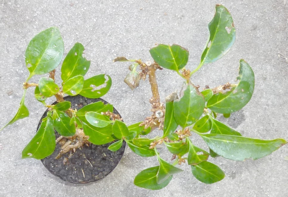 Forsythia Pre Bonsai Mame Deciduous Golden Bells Flowers
