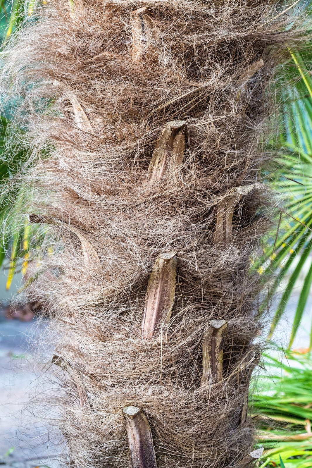 10 WAGNER WINDMILL PALM Trachycarpus Fortunei Wagnerianus Tree Houseplant Seeds