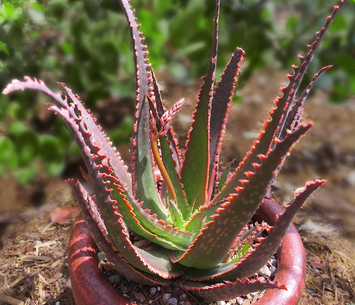 Live Aloe Plant Succulents (3 Pack), Succulents Plants Live in Potting Soil, …